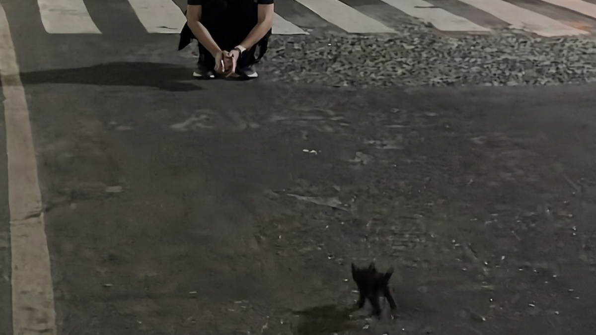 Illustration : "Filmé en pleine nuit, ce minuscule chaton noir sprinte vers cette femme pour lui sauter dans les bras (vidéo)"