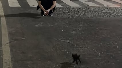 Illustration : Film&eacute; en pleine nuit, ce minuscule chaton noir sprinte vers cette femme pour lui sauter dans les bras (vid&eacute;o)