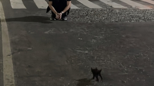 Illustration : Filmé en pleine nuit, ce minuscule chaton noir sprinte vers cette femme pour lui sauter dans les bras (vidéo)