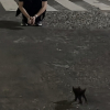 Illustration : Film&eacute; en pleine nuit, ce minuscule chaton noir sprinte vers cette femme pour lui sauter dans les bras (vid&eacute;o)