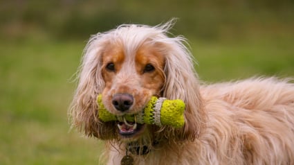 Illustration : Pourquoi votre chien pleure-t-il en tenant son jouet dans la gueule ?