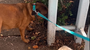 Illustration : Abandonnée sur le perron après un déménagement, cette chienne a attendu sa famille pendant des jours (vidéo)