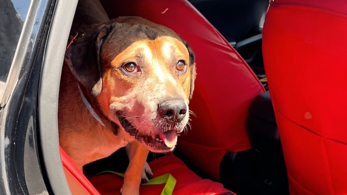 Illustration : "Abandonné à 8 ans suite à un déménagement, ce chien guette le retour de sa famille au refuge (vidéo)"