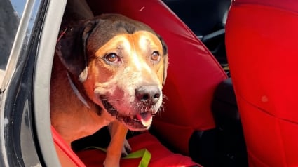 Illustration : Abandonn&eacute; &agrave; 8 ans suite &agrave; un d&eacute;m&eacute;nagement, ce chien guette le retour de sa famille au refuge (vid&eacute;o)