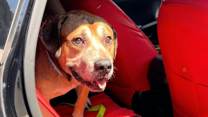 Illustration : Abandonné à 8 ans suite à un déménagement, ce chien guette le retour de sa famille au refuge (vidéo)