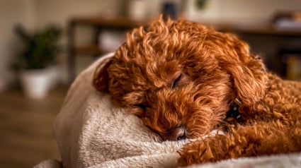 Illustration : Une exp&eacute;rience sous &eacute;lectrodes d&eacute;voile ce qu'il se passe dans le cerveau d'un chien endormi