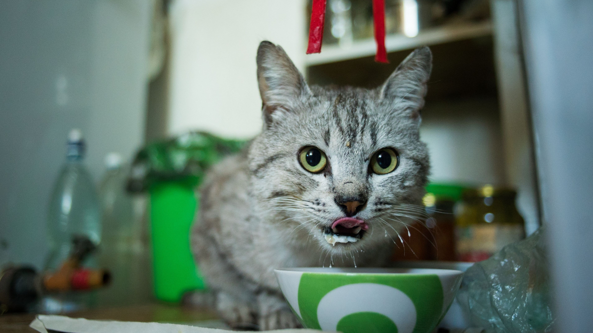 Illustration : "Les chats adultes sont naturellement intolérants au lactose : vrai ou faux ?"