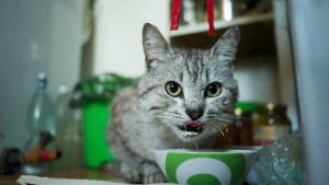 Illustration : "Les chats adultes sont naturellement intolérants au lactose : vrai ou faux ?"