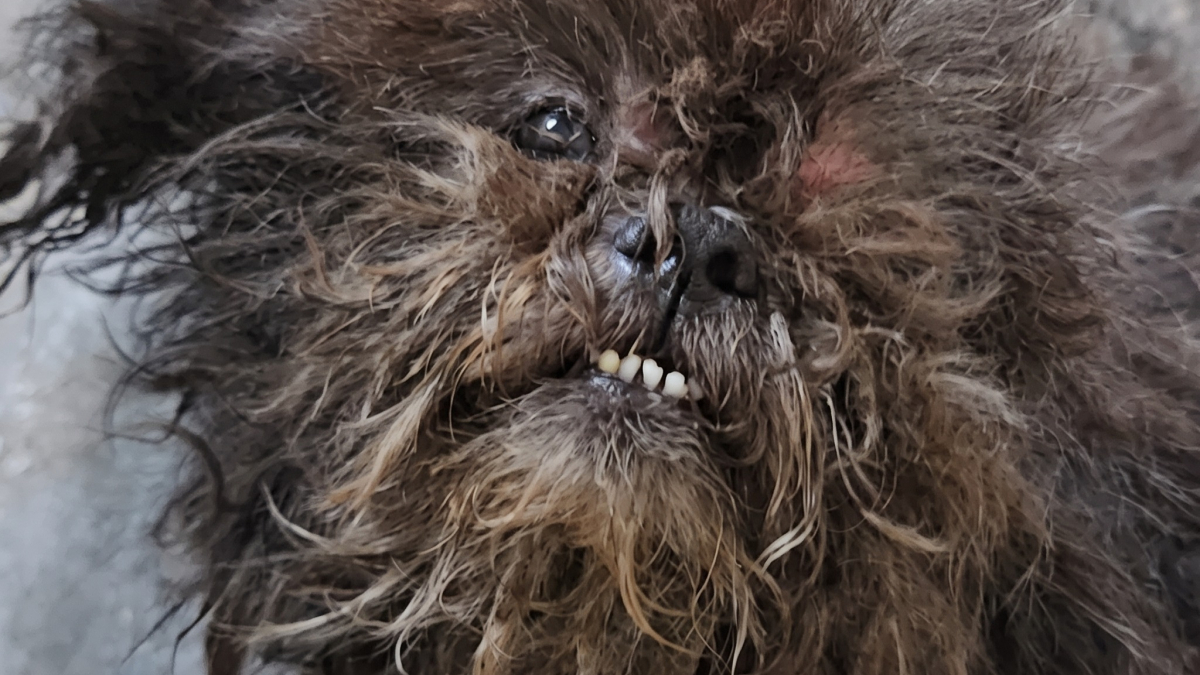Illustration : "Dévoré vivant par les asticots, ce chien oublié dans un sous-sol est découvert par le nouveau concierge"