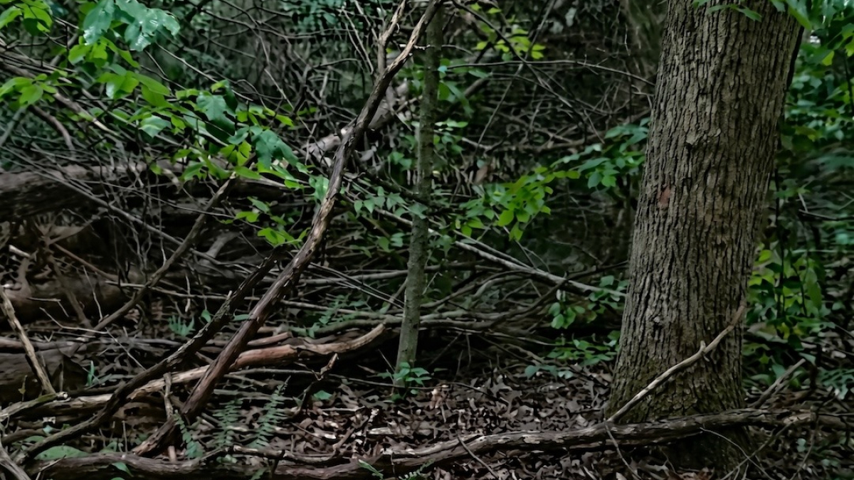 Illustration : "« Tiens bon, je vais chercher ma maman » : une Boxer guide sa maîtresse vers une découverte poignante sous un arbre (vidéo)"