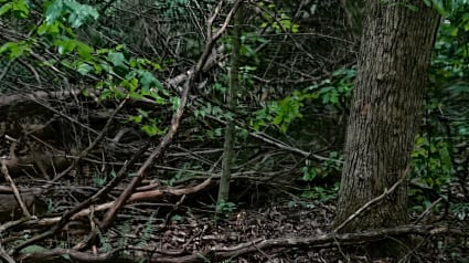 Illustration : &laquo; Tiens bon, je vais chercher ma maman &raquo; : une Boxer guide sa ma&icirc;tresse vers une d&eacute;couverte poignante sous un arbre (vid&eacute;o)