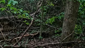 Illustration : "« Tiens bon, je vais chercher ma maman » : une Boxer guide sa maîtresse vers une découverte poignante sous un arbre (vidéo)"