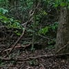 Illustration : &laquo; Tiens bon, je vais chercher ma maman &raquo; : une Boxer guide sa ma&icirc;tresse vers une d&eacute;couverte poignante sous un arbre (vid&eacute;o)