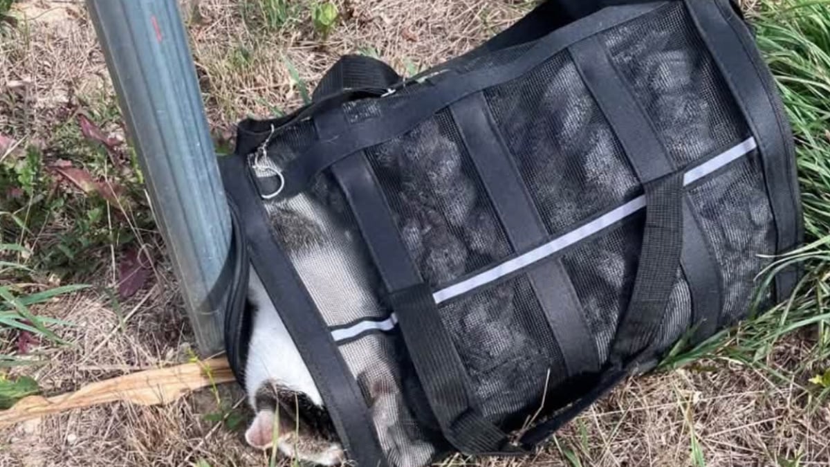 Illustration : "Enfermé dans un sac de transport sur le bas-côté, l'abandon de ce chat oblige la mairie à traquer le coupable"