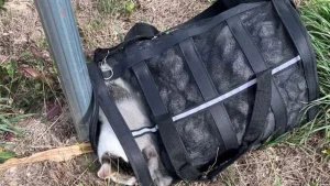 Illustration : "Enfermé dans un sac de transport sur le bas-côté, l'abandon de ce chat oblige la mairie à traquer le coupable"