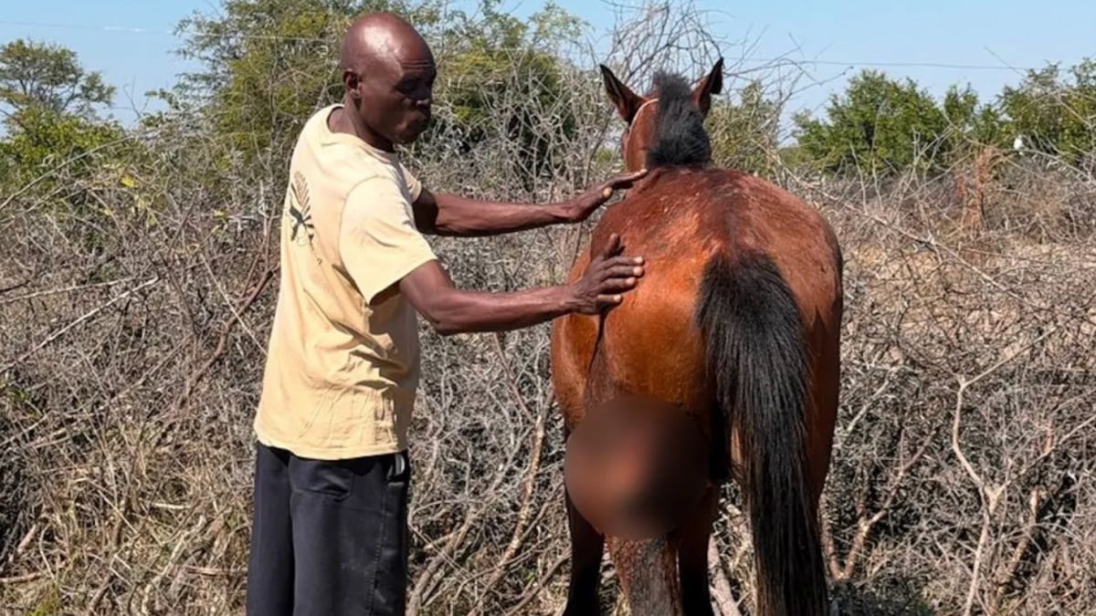 Illustration : "Ce cheval est mordu par un crocodile en allant boire, mais parvient à s’échapper sans se casser d’os"
