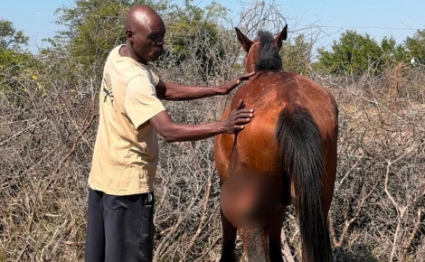 Ce cheval est mordu par un crocodile en allant boire, mais parvient à s’échapper sans se casser d’os