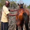 Illustration : Ce cheval est mordu par un crocodile en allant boire, mais parvient &agrave; s&rsquo;&eacute;chapper sans se casser d&rsquo;os