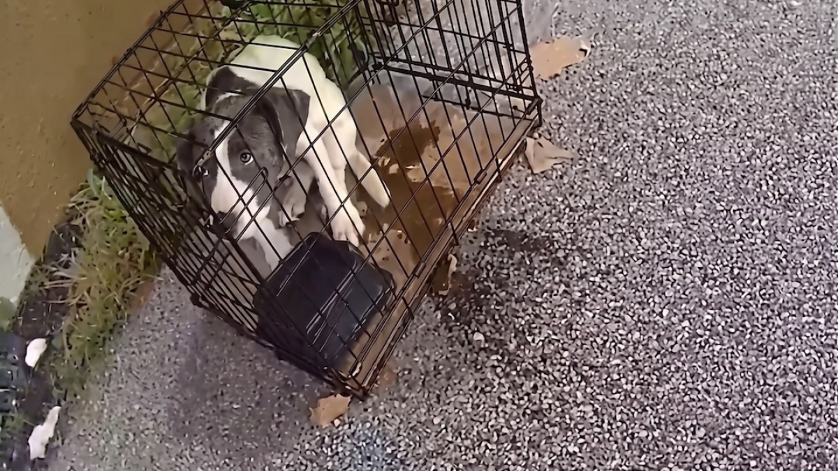 Illustration : "Un policier inspecte une aire d'autoroute et tombe sur un chiot enfermé dans une cage (vidéo)"