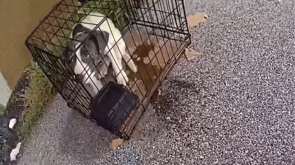 Illustration : Un policier inspecte une aire d'autoroute et tombe sur un chiot enferm&eacute; dans une cage (vid&eacute;o)