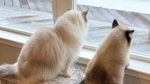 Illustration : 2 Ragdolls l’observaient depuis la fenêtre : cette chatte errante partage désormais leur foyer