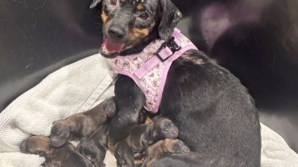 Illustration : Cette chienne est sauv&eacute;e d&rsquo;une maison surpeupl&eacute;e, puis donne naissance &agrave; 8 chiots quelques jours plus tard