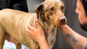 Illustration : Une femme atteinte d’un cancer confie son chien à un refuge avec une lettre pour sa prochaine famille