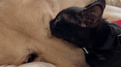 Illustration : Ce chaton orphelin de 5 semaines se blottit contre le grand chien de sa nouvelle famille (vid&eacute;o)
