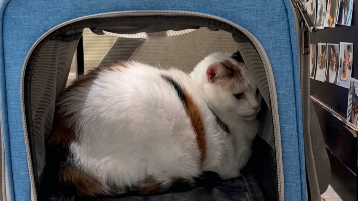 Illustration : "Cette chatte abandonnée se cache dans son sac de transport, puis une bénévole l’aide à sortir avec une friandise (vidéo)"