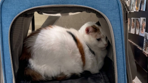 Illustration : Cette chatte abandonnée se cache dans son sac de transport, puis une bénévole l’aide à sortir avec une friandise (vidéo)