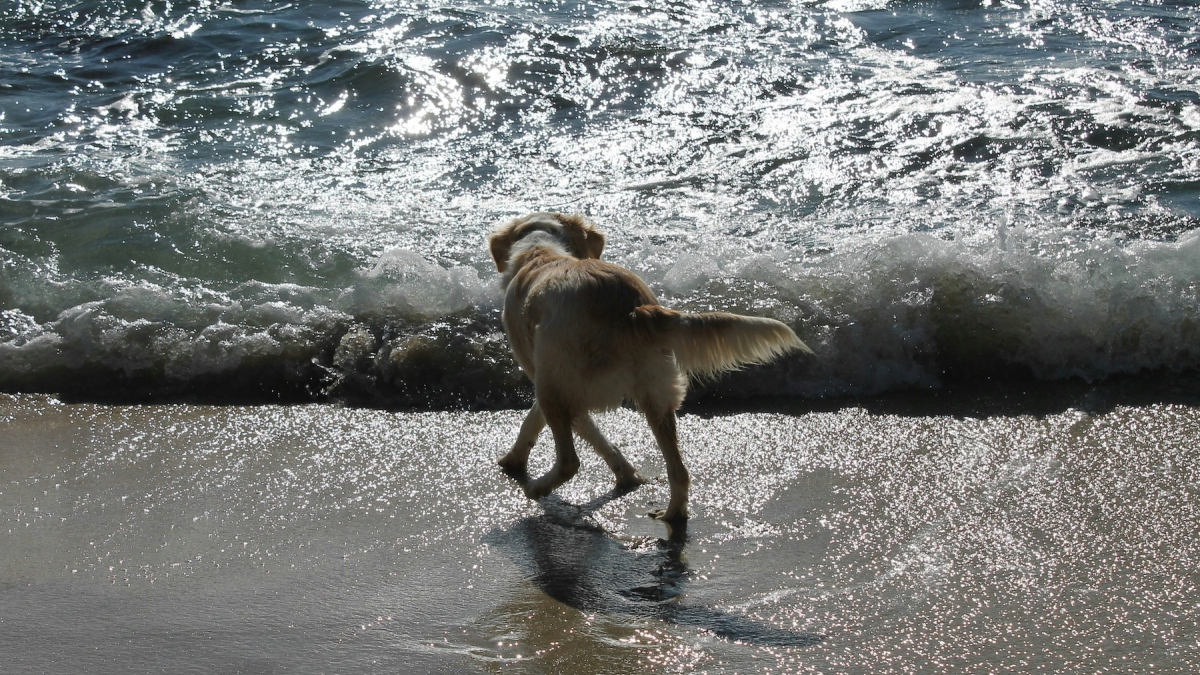 Illustration : "Les chiens peuvent-ils boire l’eau de la mer pour s’hydrater ?"