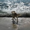 Illustration : Les chiens peuvent-ils boire l&rsquo;eau de la mer pour s&rsquo;hydrater ?