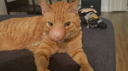 Illustration : Le nez de cette chatte reste volumineux apr&egrave;s une infection, mais elle joue et ronronne, selon sa famille