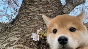Illustration : "20 photos d’animaux qui ont décidé de rendre le monde plus mignon"