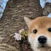 Illustration : 20 photos d&rsquo;animaux qui ont d&eacute;cid&eacute; de rendre le monde plus mignon