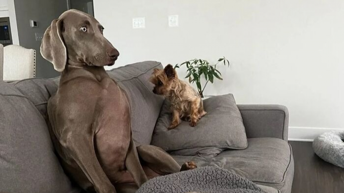 Illustration : "15 chiens qui ont fait des positions étranges leur spécialité"