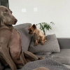 Illustration : 15 chiens qui ont fait des positions &eacute;tranges leur sp&eacute;cialit&eacute;