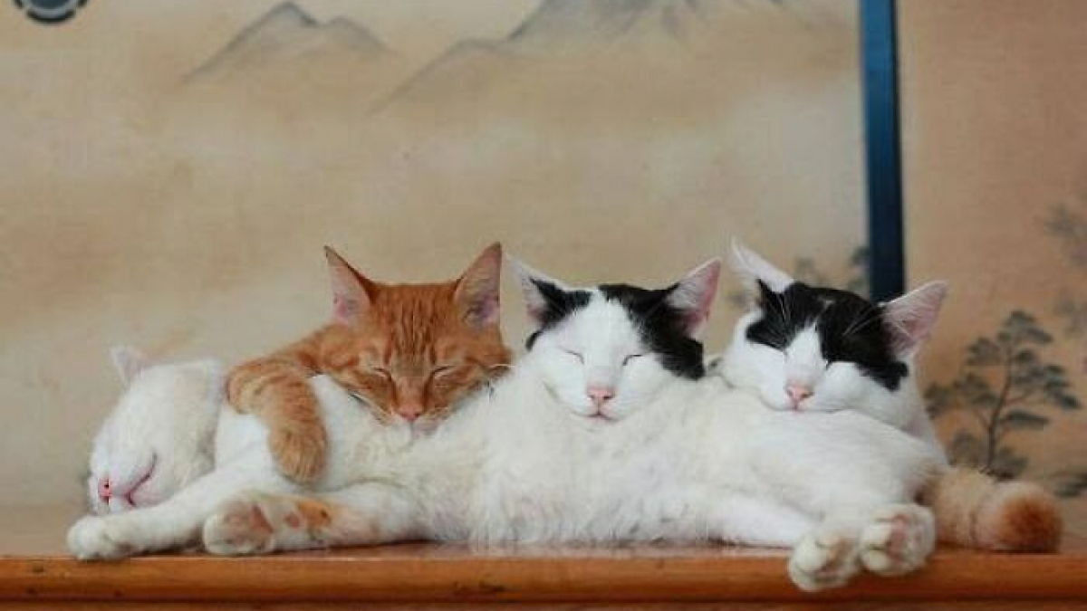 Illustration : "9 photos qui montrent la complicité des chats lorsqu’ils sont plusieurs"