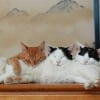 Illustration : 9 photos qui montrent la complicit&eacute; des chats lorsqu&rsquo;ils sont plusieurs