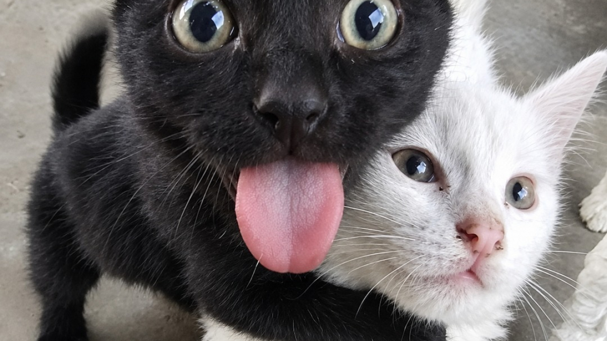 Illustration : "14 chats photographiés dans des poses improbables à la seconde parfaite"