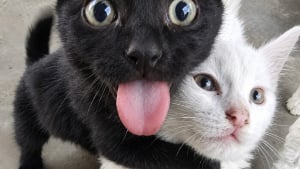 Illustration : "14 chats photographiés dans des poses improbables à la seconde parfaite"