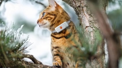 Illustration : Des f&eacute;lins &eacute;quip&eacute;s de GPS Weenect d&eacute;voilent leurs aventures dans &laquo; La Vie secr&egrave;te des chats &raquo; saison 4
