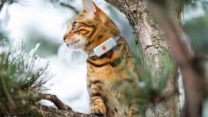 Illustration : Des f&eacute;lins &eacute;quip&eacute;s de GPS Weenect d&eacute;voilent leurs aventures dans &laquo; La Vie secr&egrave;te des chats &raquo; saison 4