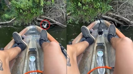 Illustration : Un chaton coinc&eacute; sur des branches au bord d&rsquo;une rivi&egrave;re monte &agrave; bord du kayak de son sauveteur