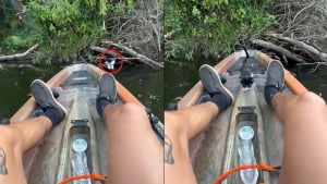 Illustration : Un chaton coinc&eacute; sur des branches au bord d&rsquo;une rivi&egrave;re monte &agrave; bord du kayak de son sauveteur