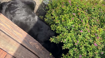 Illustration : Ce chien enfouit son museau sous un buisson pour &eacute;chapper au nettoyage de ses oreilles (vid&eacute;o)