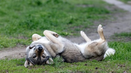 Illustration : Pourquoi votre chien se roule-t-il dans les crottes et les animaux en d&eacute;composition ?