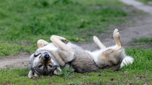Illustration : "Pourquoi votre chien se roule-t-il dans les crottes et les animaux en décomposition ?"