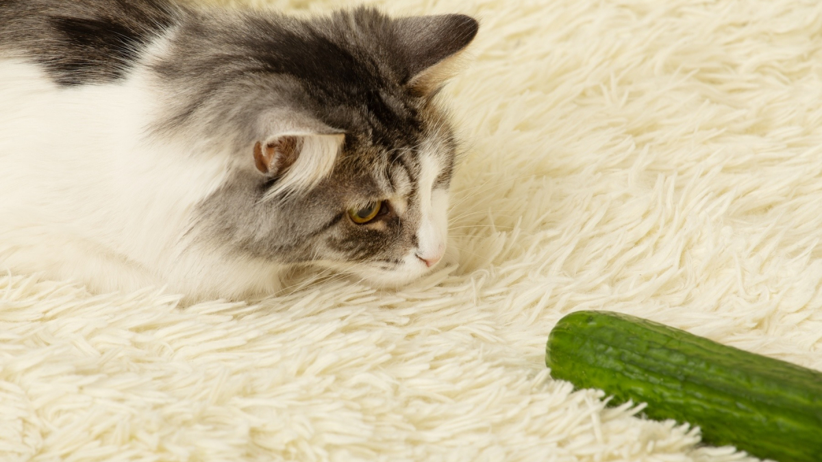 Illustration : "Les chats ont-ils une peur instinctive des concombres ?"