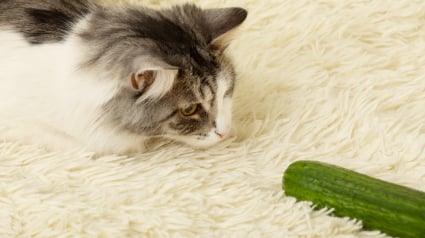 Illustration : Les chats ont-ils une peur instinctive des concombres ?